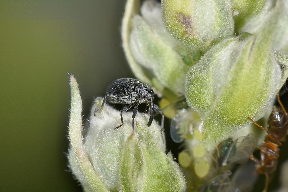 Anthonomus rubi - Curculionidae